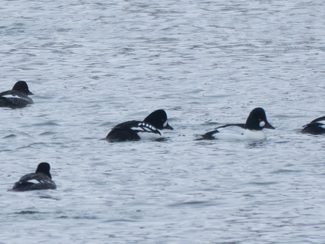 Barrow's Goldeneye - ML85444461