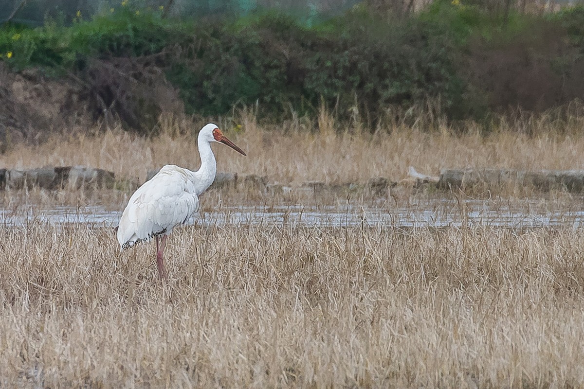 Siberian Crane - Dorna Mojab