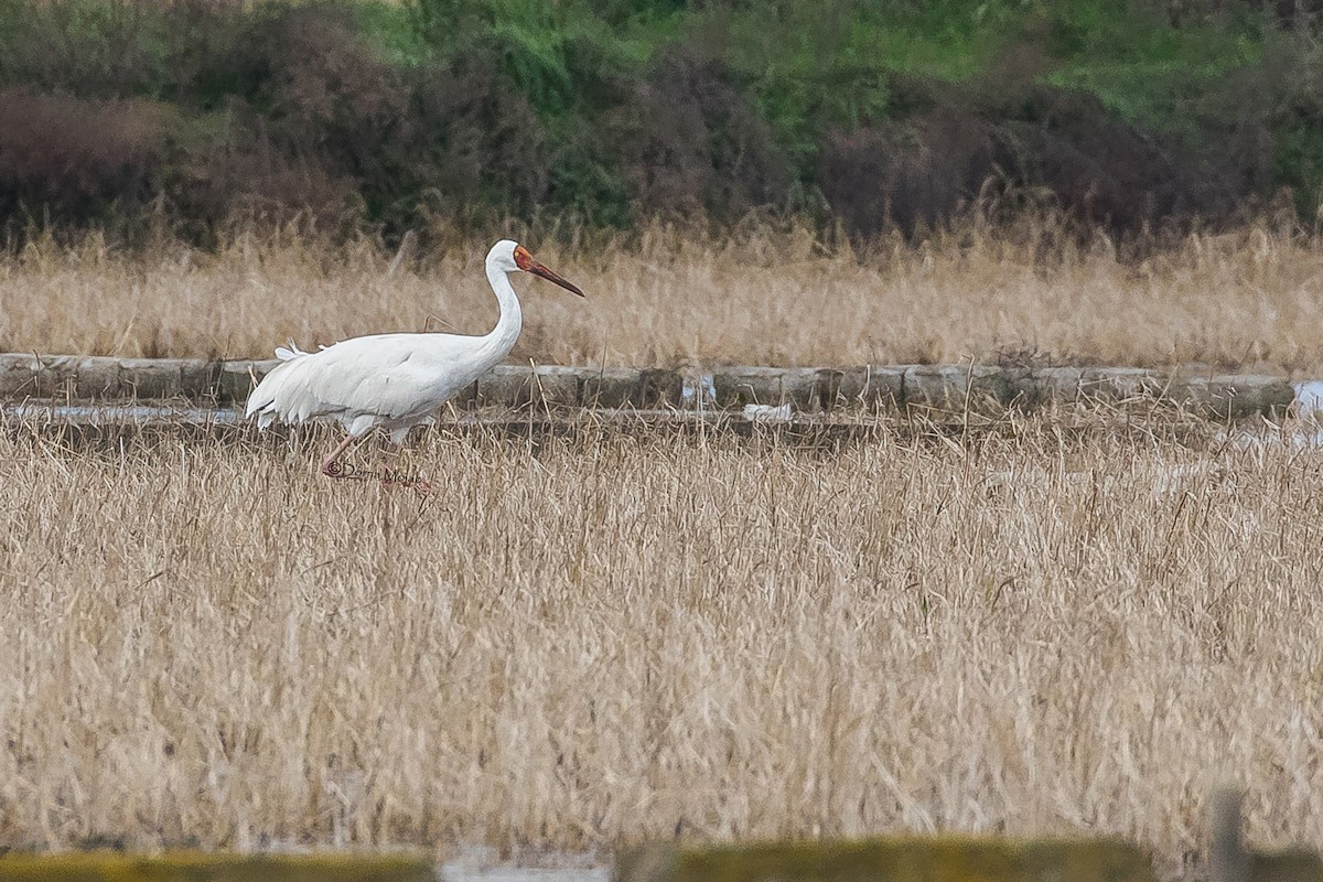 Siberian Crane - Dorna Mojab