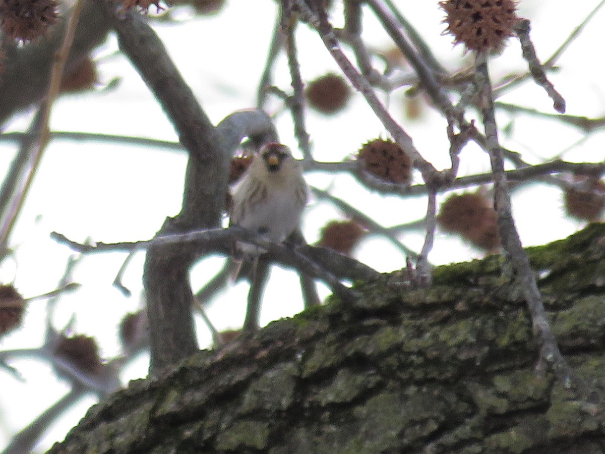 Redpoll (Common) - ML85447131