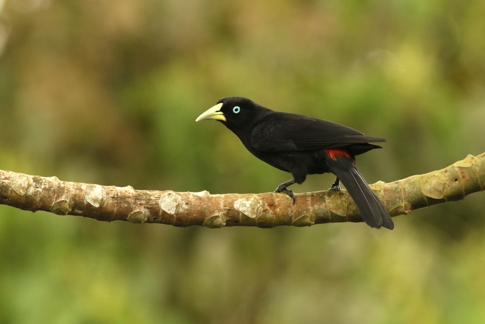 Scarlet-rumped Cacique (Pacific) - Matt Hysell