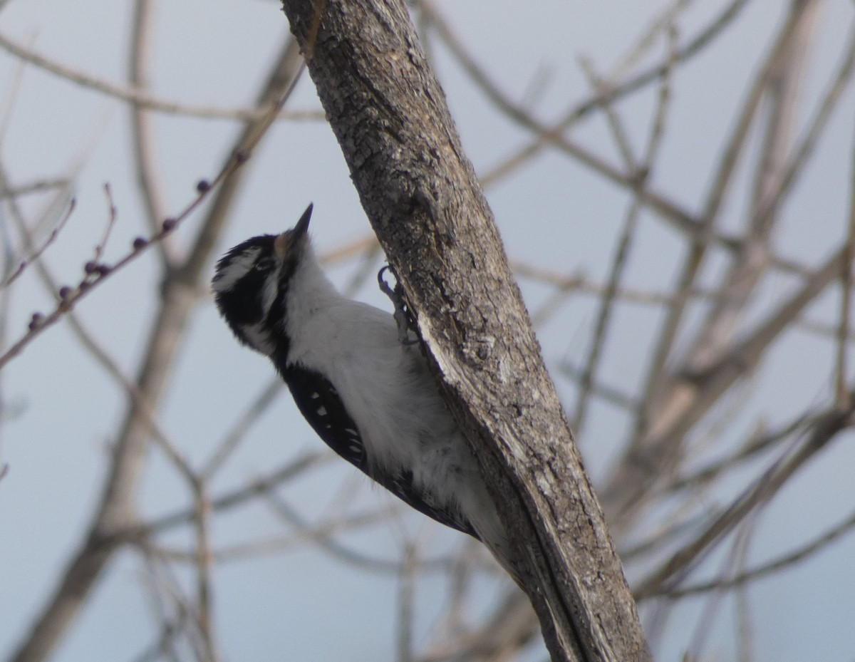 Downy Woodpecker - Christopher Rustay