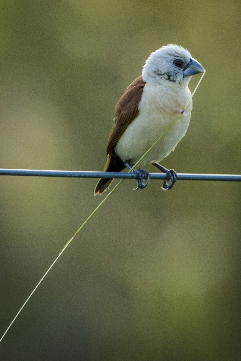 Yellow-rumped Munia - Mick Jerram