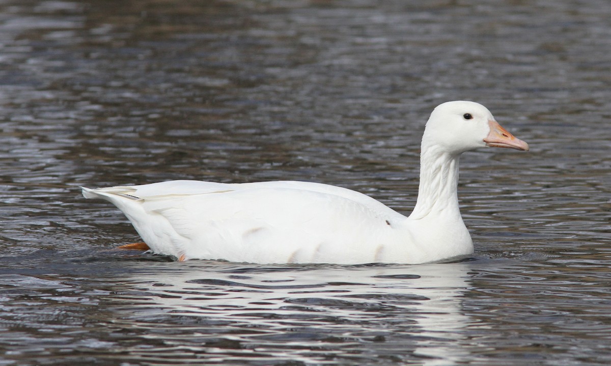goose sp. - Sean Fitzgerald