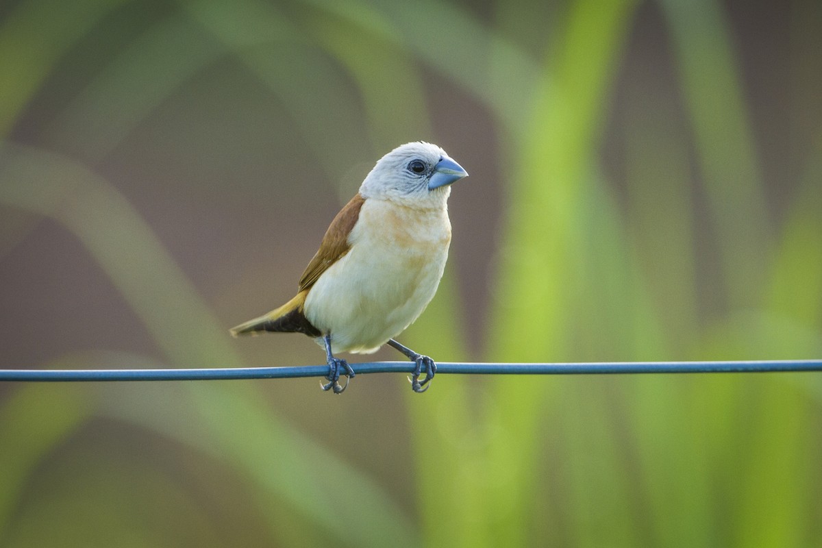 Yellow-rumped Munia - ML85452481