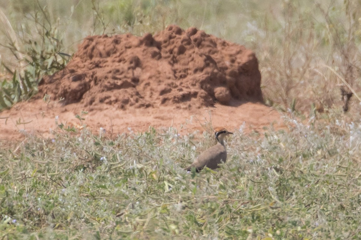 Temminck's Courser - ML85452741