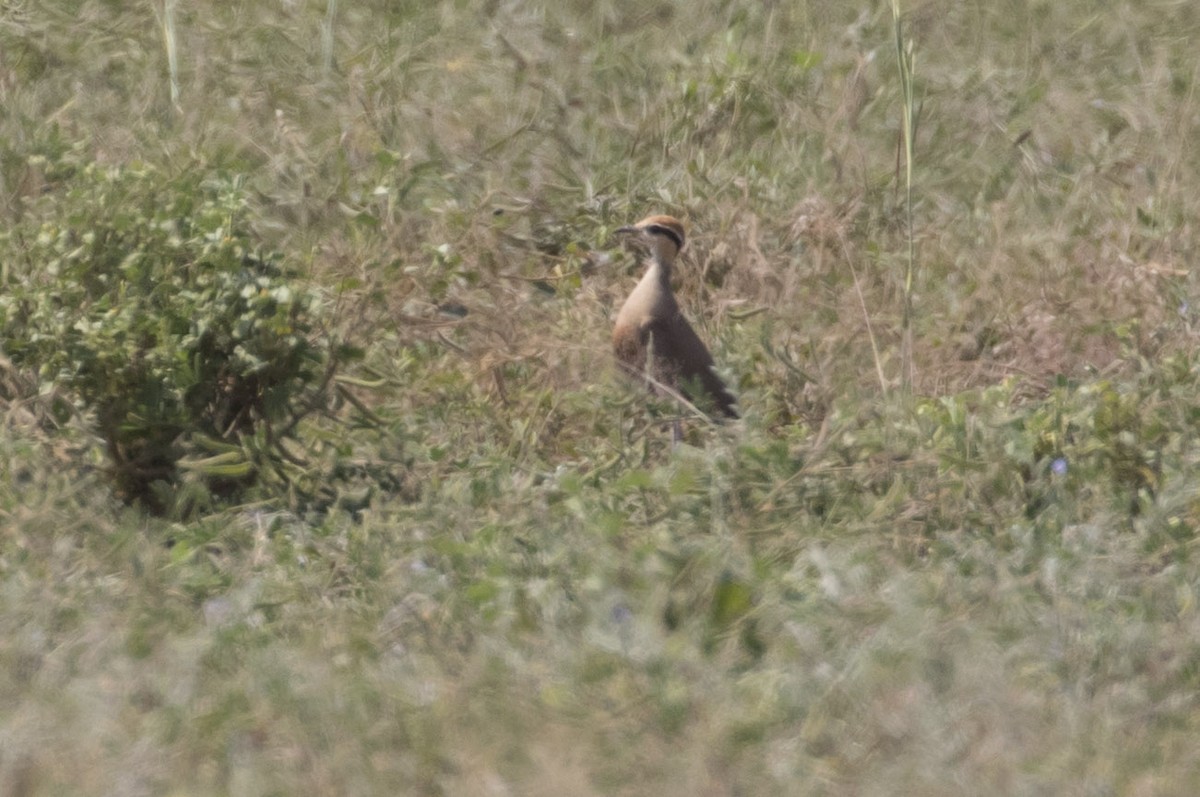 Temminck's Courser - ML85452751