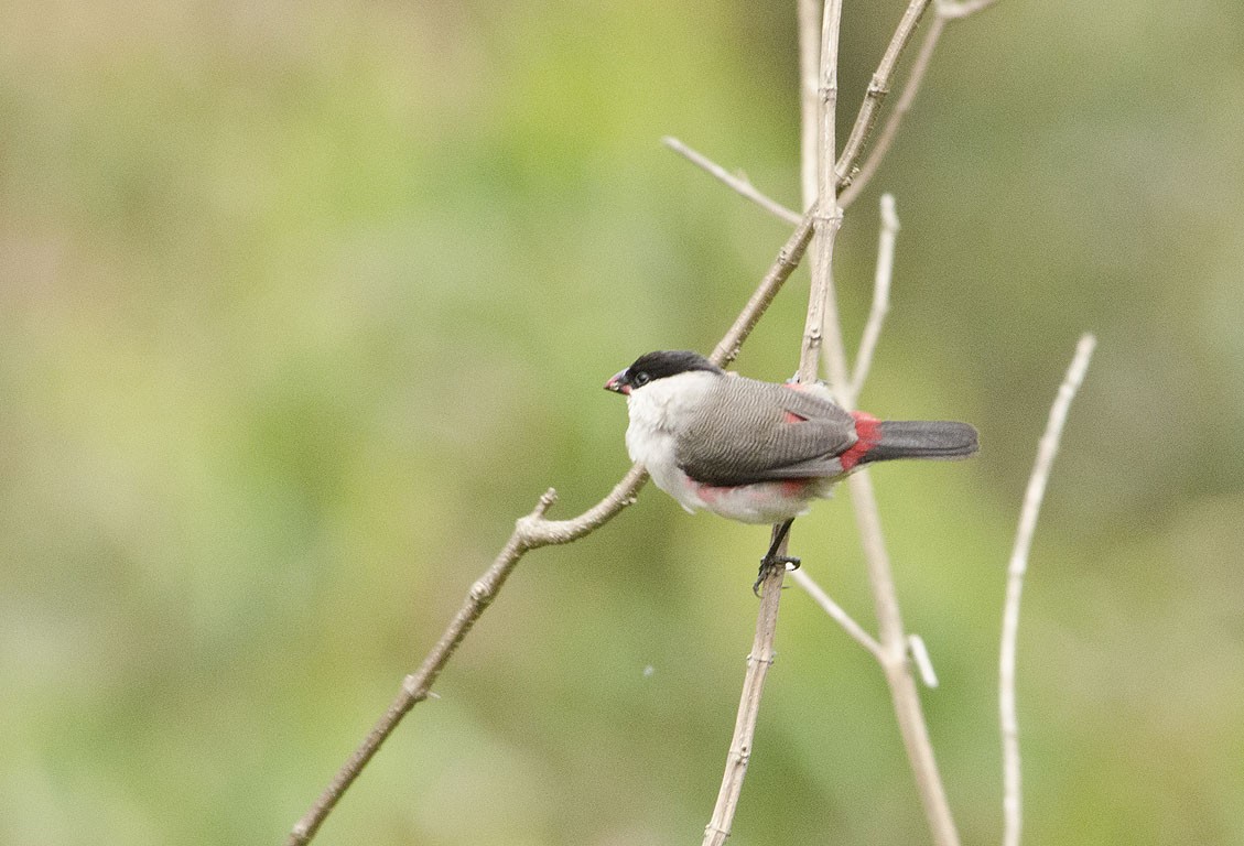 Black-crowned Waxbill - ML85453341