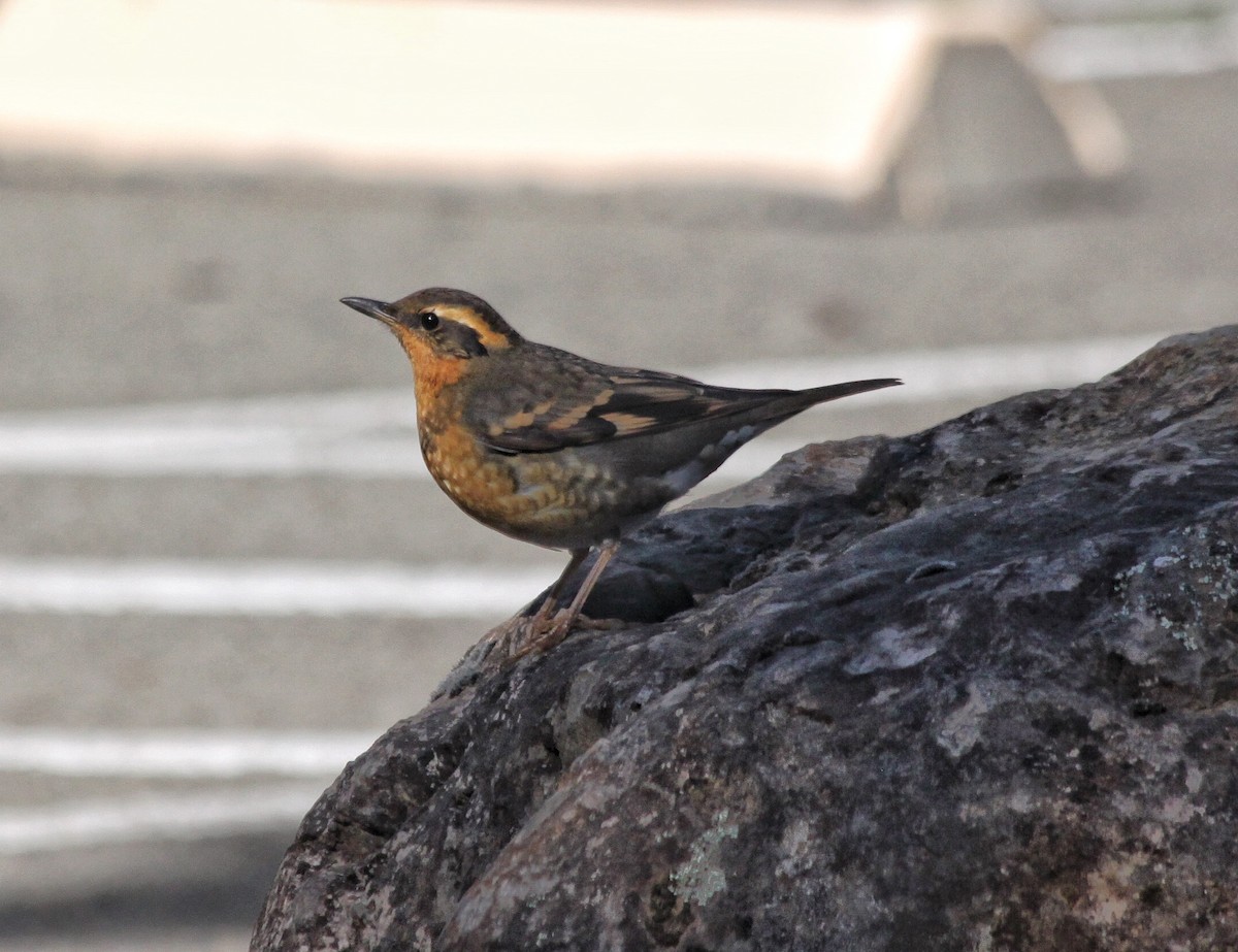 Varied Thrush - ML85453631