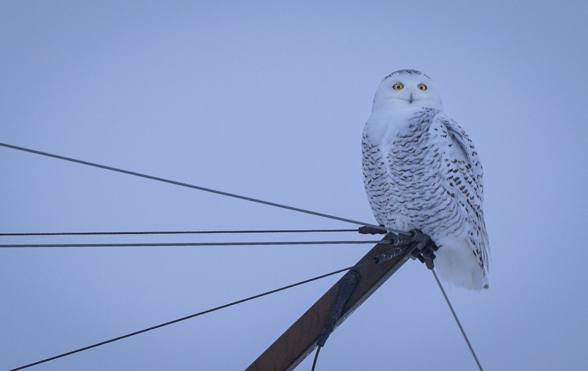 Snowy Owl - Daniel Hosford