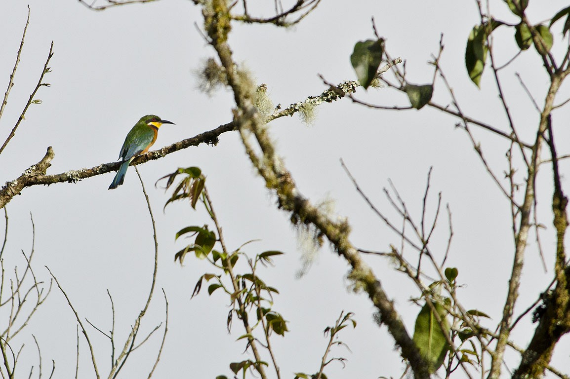 Cinnamon-chested Bee-eater - Ad Konings