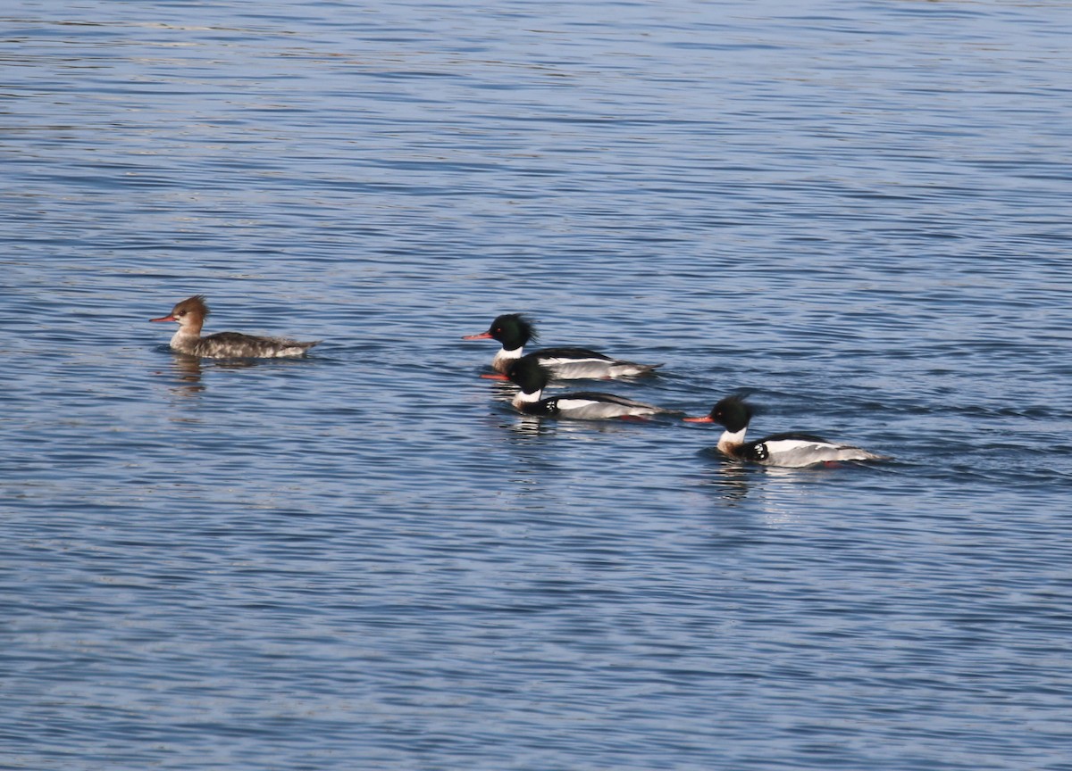 Red-breasted Merganser - ML85455181