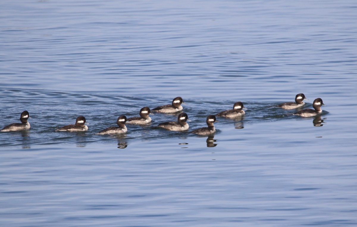 Bufflehead - ML85455271