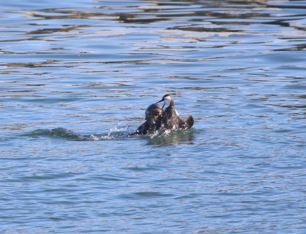 Common Murre - ML85455541