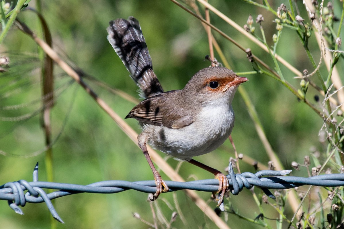 Superb Fairywren - ML85456241