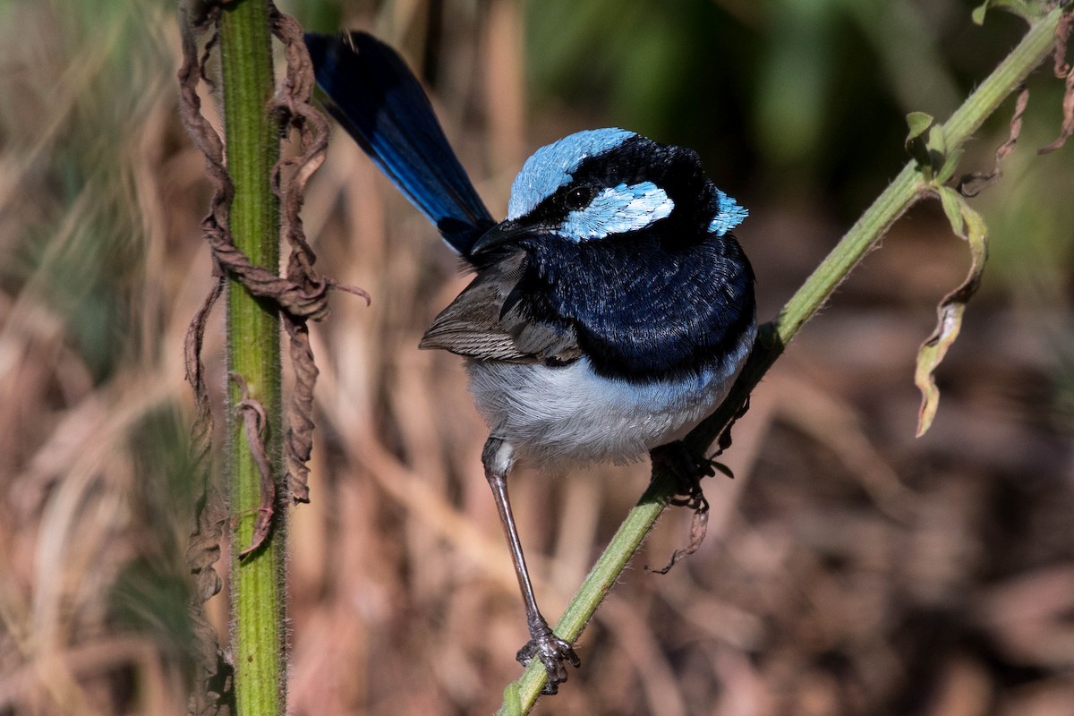 Superb Fairywren - ML85456321