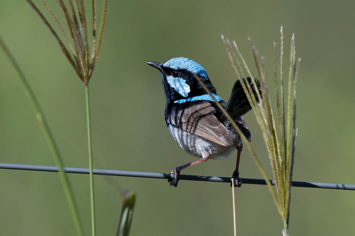 Superb Fairywren - ML85456331