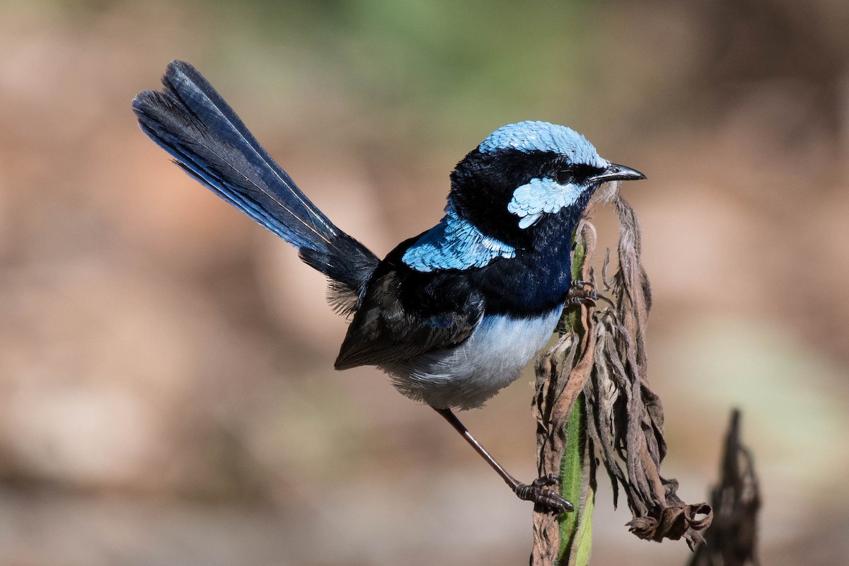 Superb Fairywren - ML85456341