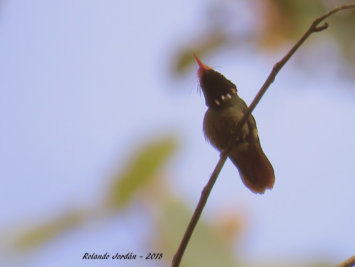 Rufous-crested Coquette - Rolando Jordan