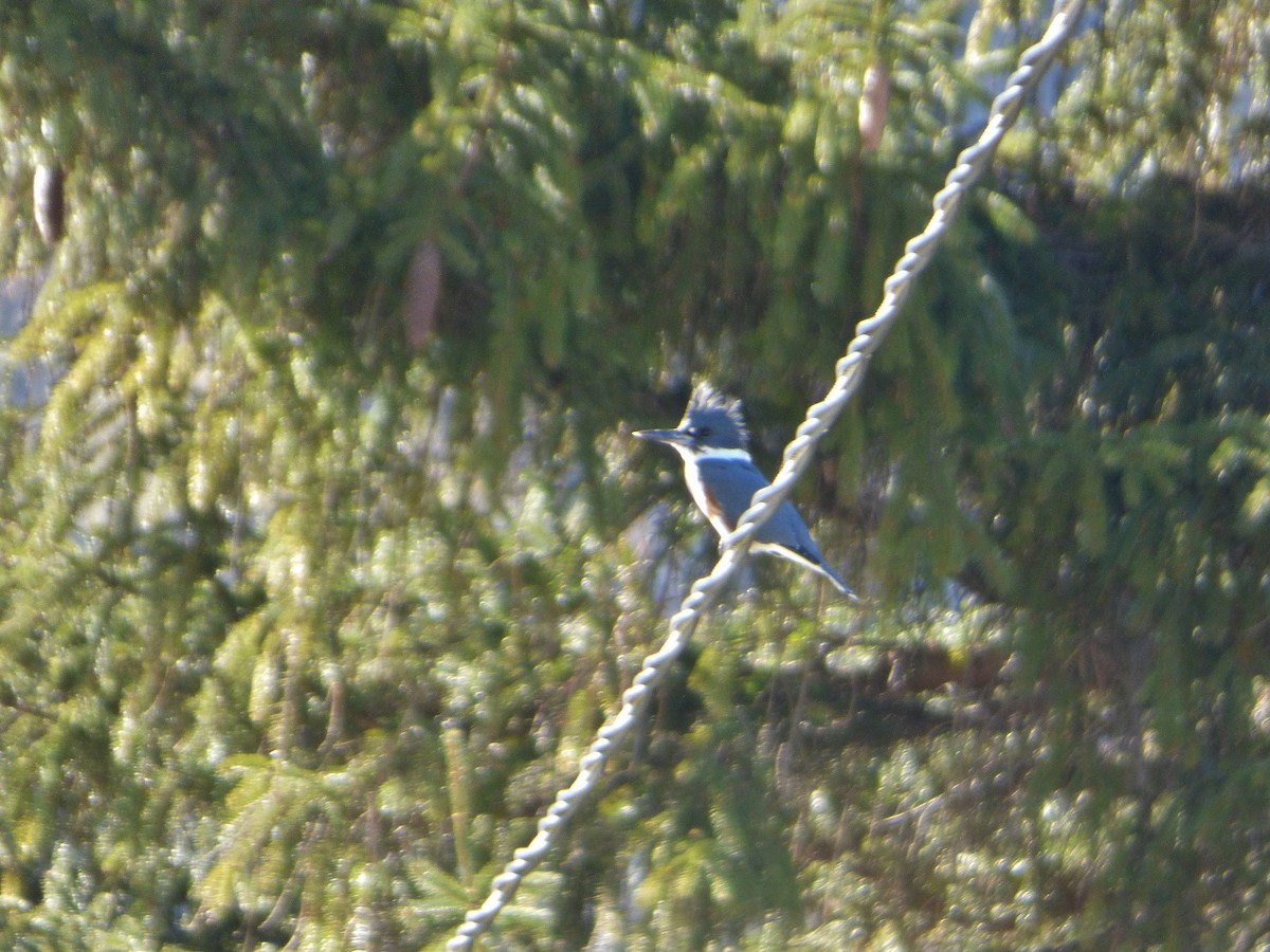 Belted Kingfisher - ML85460621