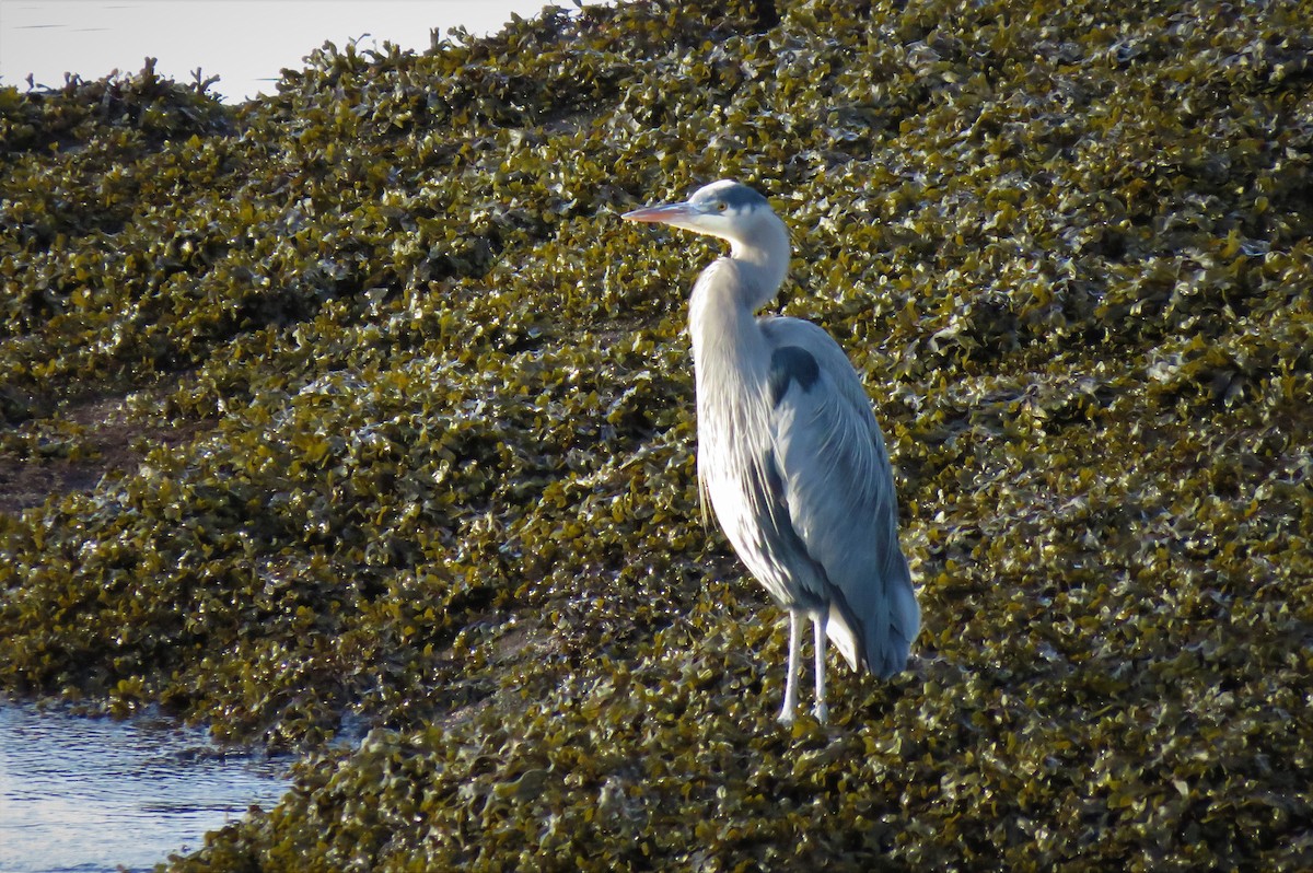 Great Blue Heron - ML85461471