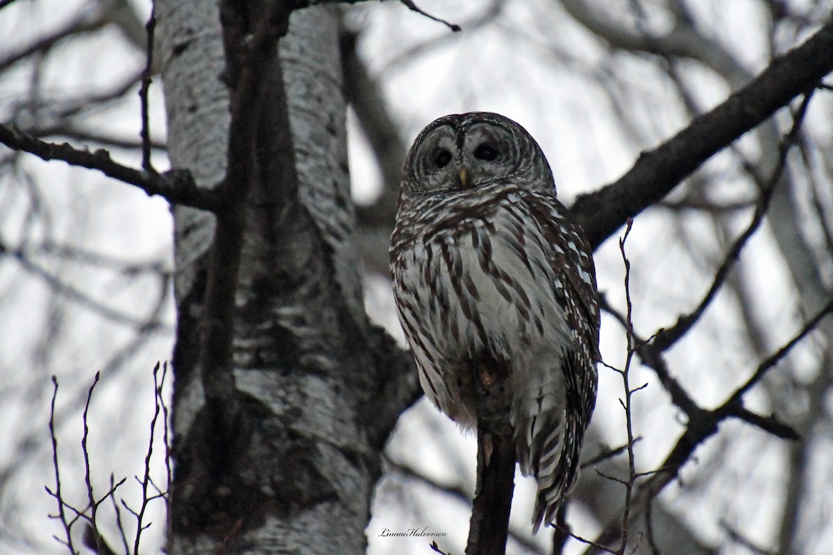 Barred Owl - Linn H