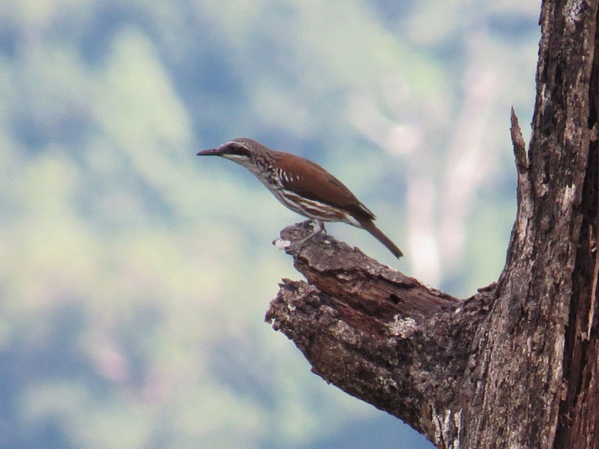 Long-billed Rhabdornis - ML85464901