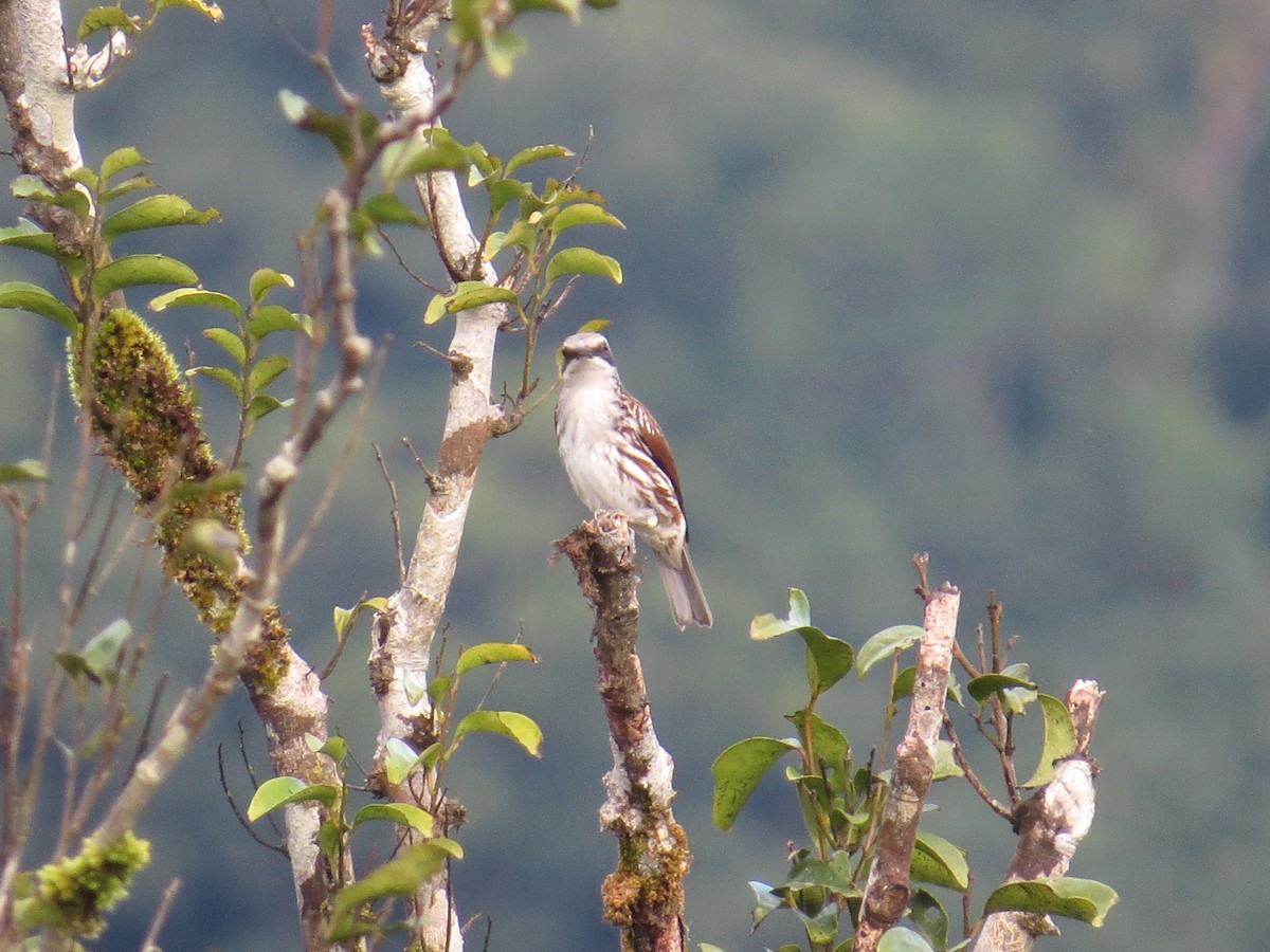 Long-billed Rhabdornis - ML85465101