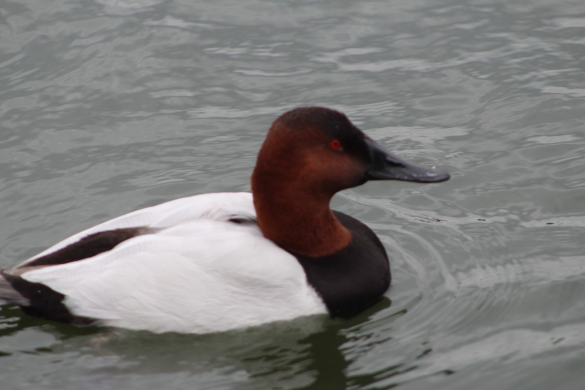 Canvasback - ML85466781