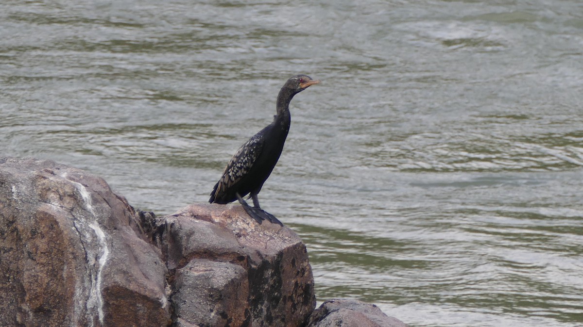 Reed Cormorant - ML85467121