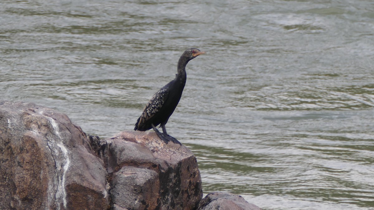 Cormorán Africano - ML85467121