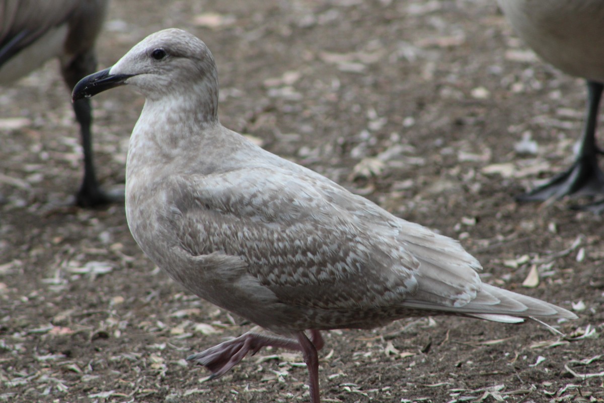 Glaucous-winged Gull - ML85467141