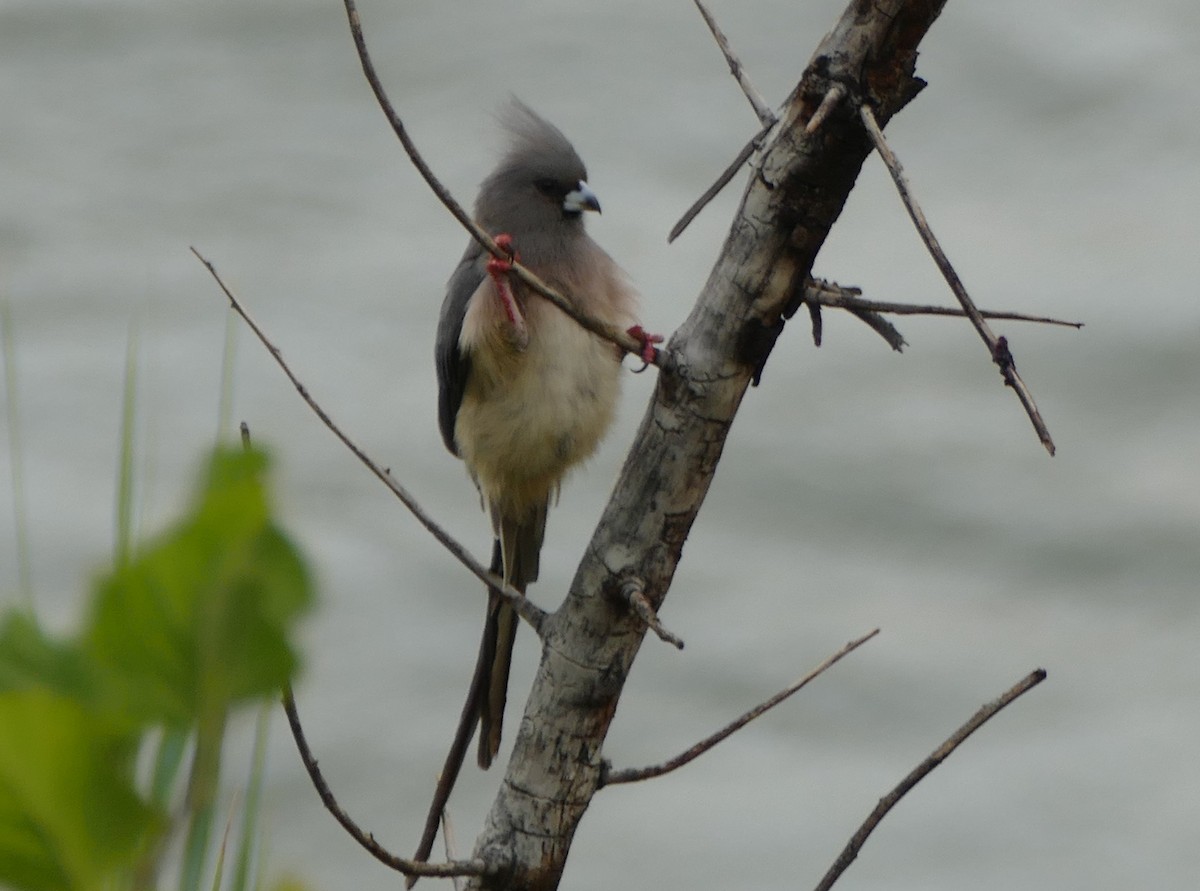 Weißrücken-Mausvogel - ML85467151