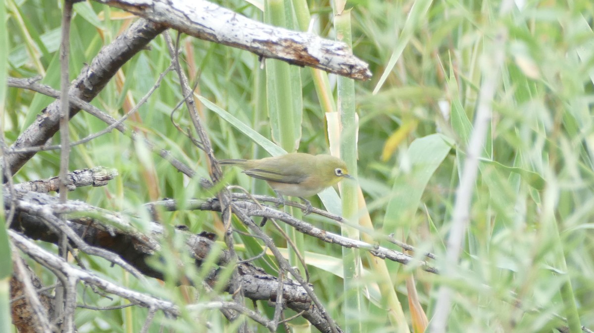 Zostérops de Swainson - ML85467171