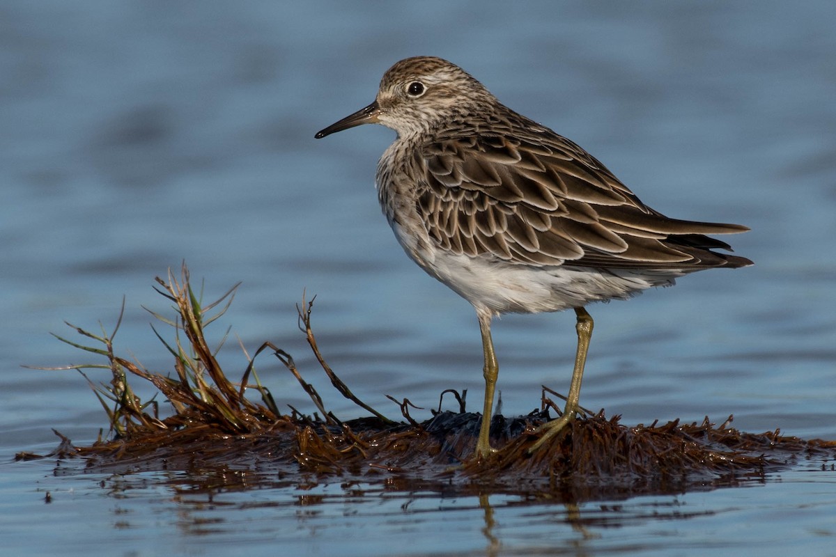 Sharp-tailed Sandpiper - ML85467321