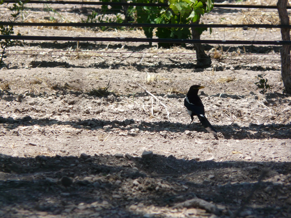 Yellow-billed Magpie - ML85467941