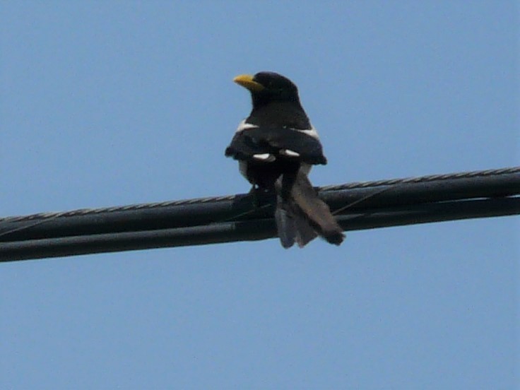 Yellow-billed Magpie - ML85468021