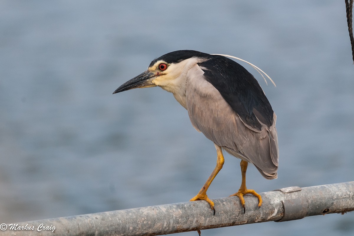 Black-crowned Night Heron (Eurasian) - Markus Craig