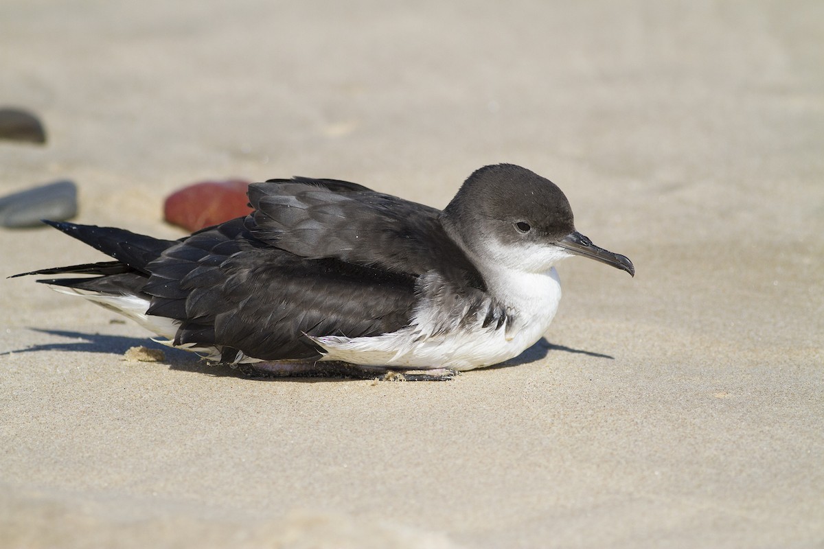 Fluttering Shearwater - ML85468141