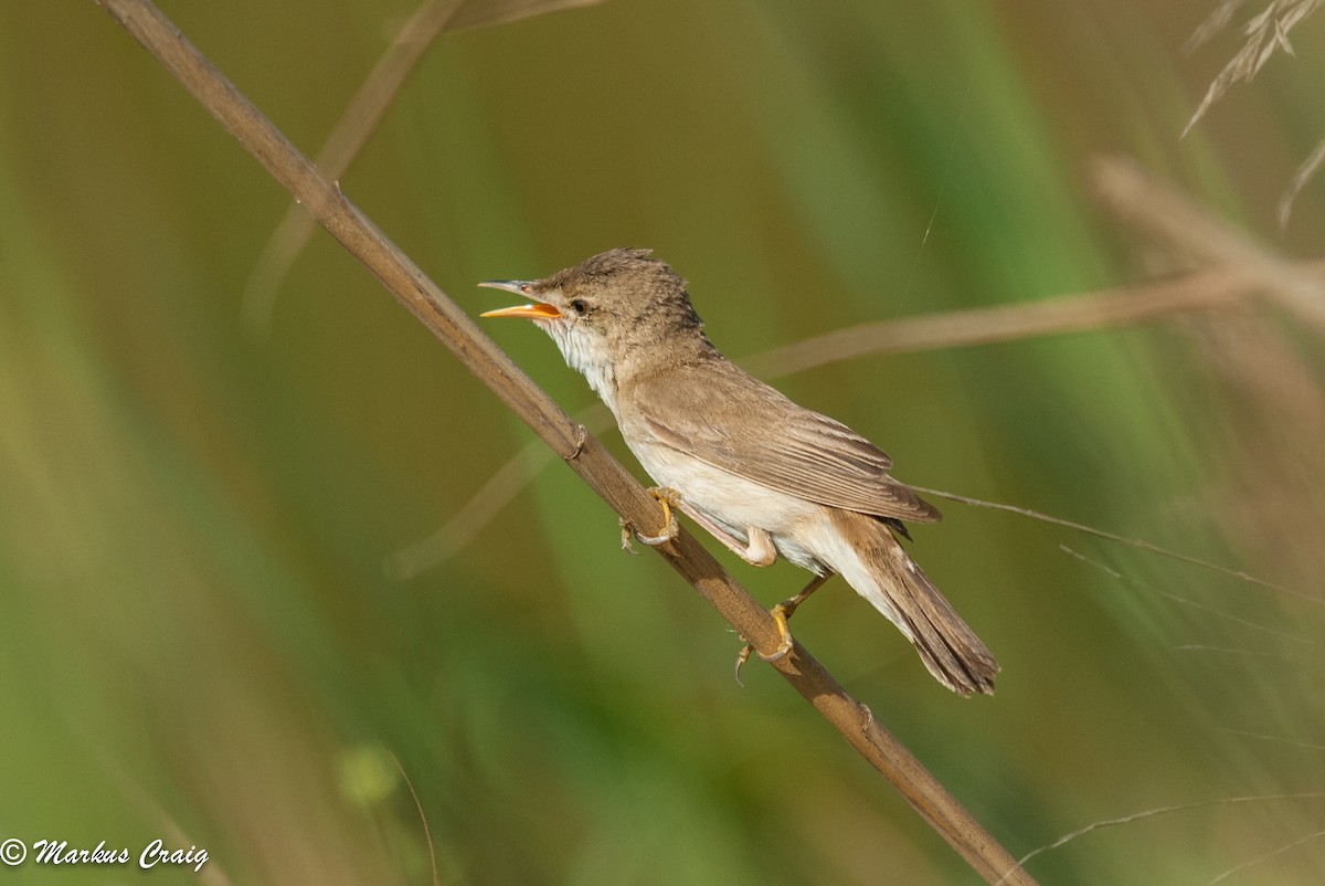 Clamorous Reed Warbler (Clamorous) - ML85468211