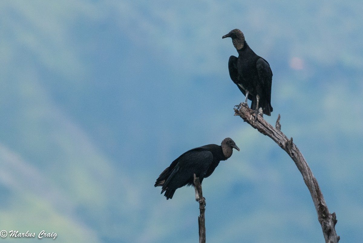 Black Vulture - Markus Craig