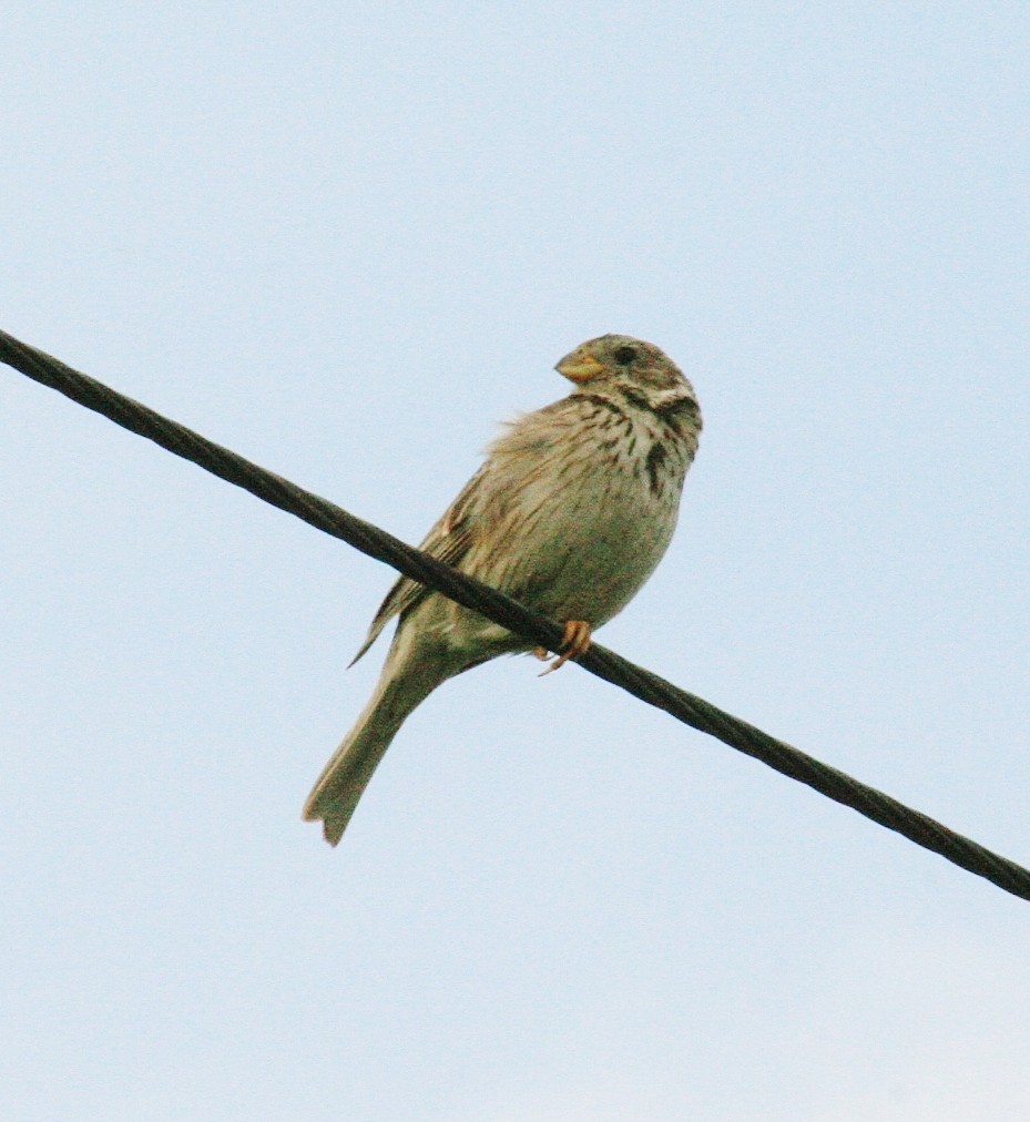 Corn Bunting - ML85469511