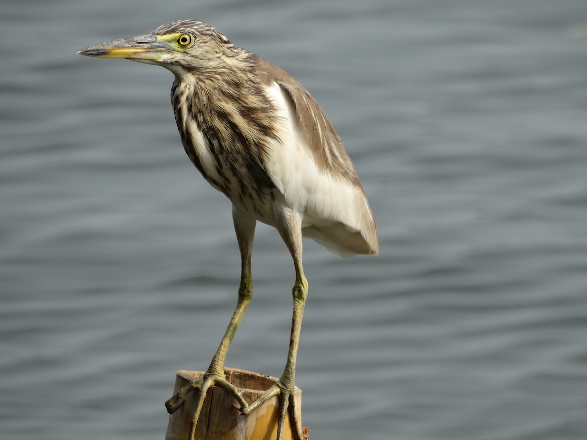 印度池鷺 - ML85469681