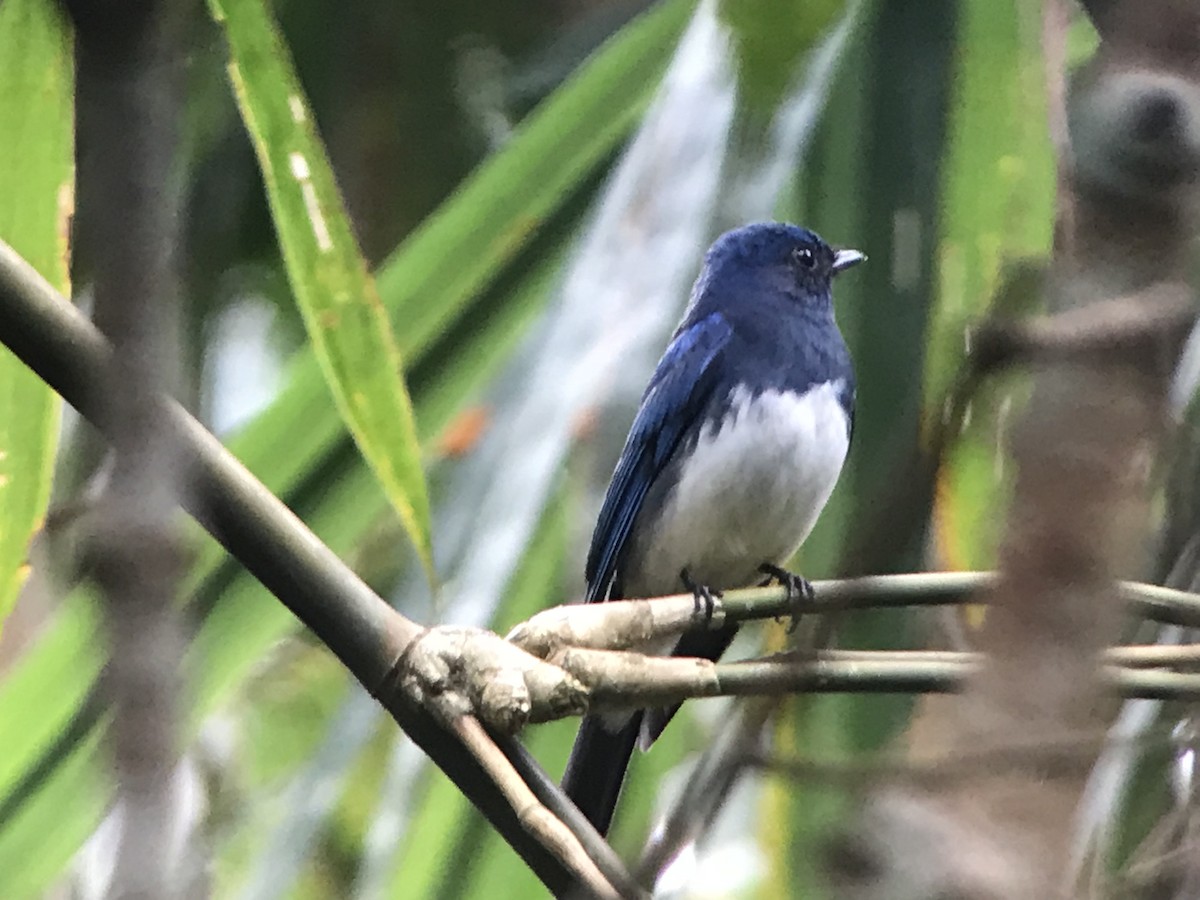 Zappey's Flycatcher - ML85470311
