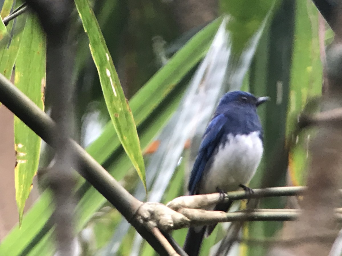 Zappey's Flycatcher - ML85470321