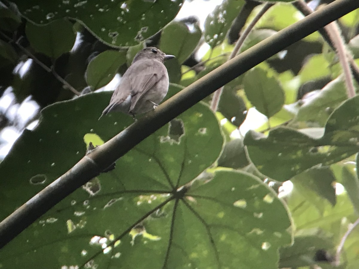 Zappey's Flycatcher - ML85470331