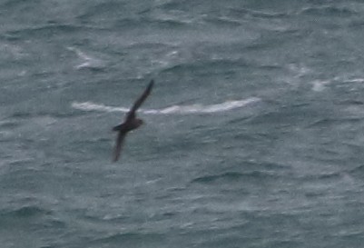 Wedge-tailed Shearwater - ML85472681