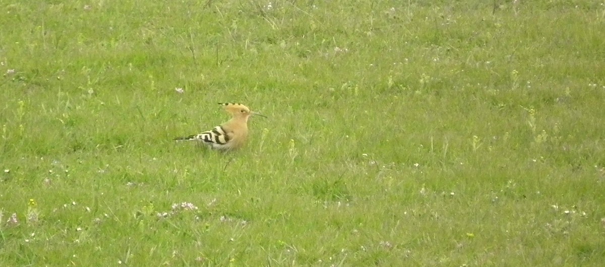 Eurasian Hoopoe (Eurasian) - ML85475601