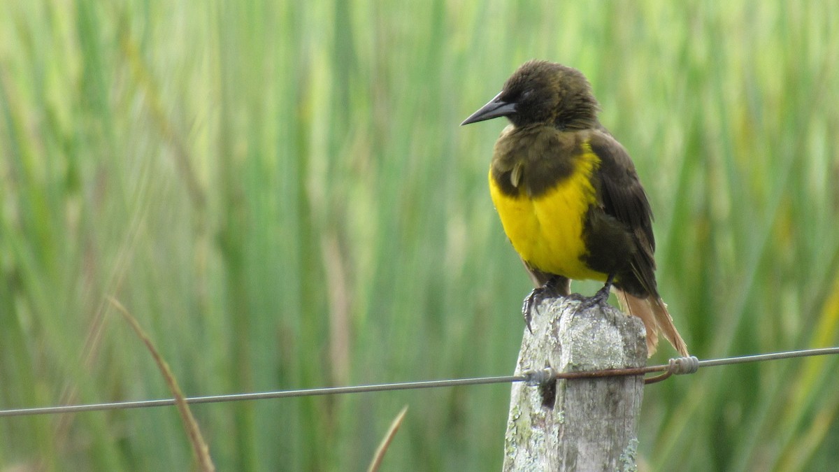 Brown-and-yellow Marshbird - ML85476651