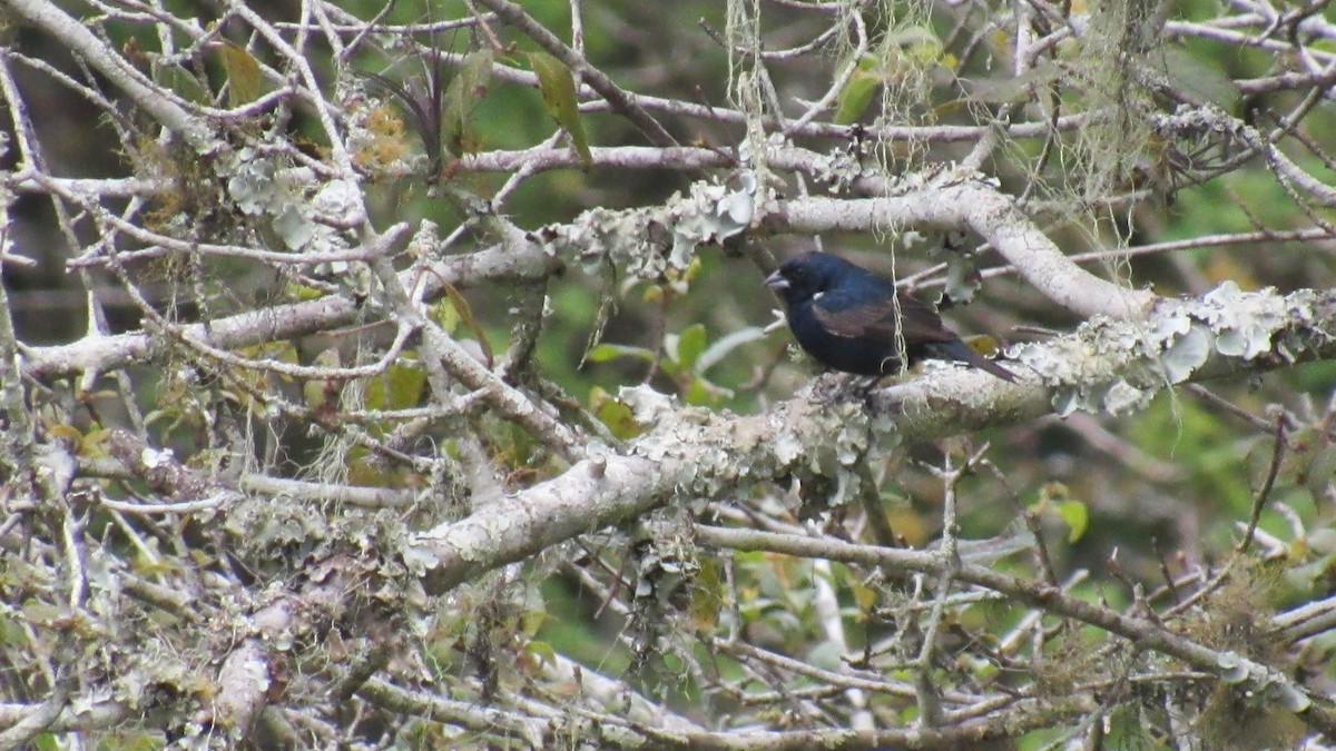 Blue-black Grassquit - Luis  Weymar Junior